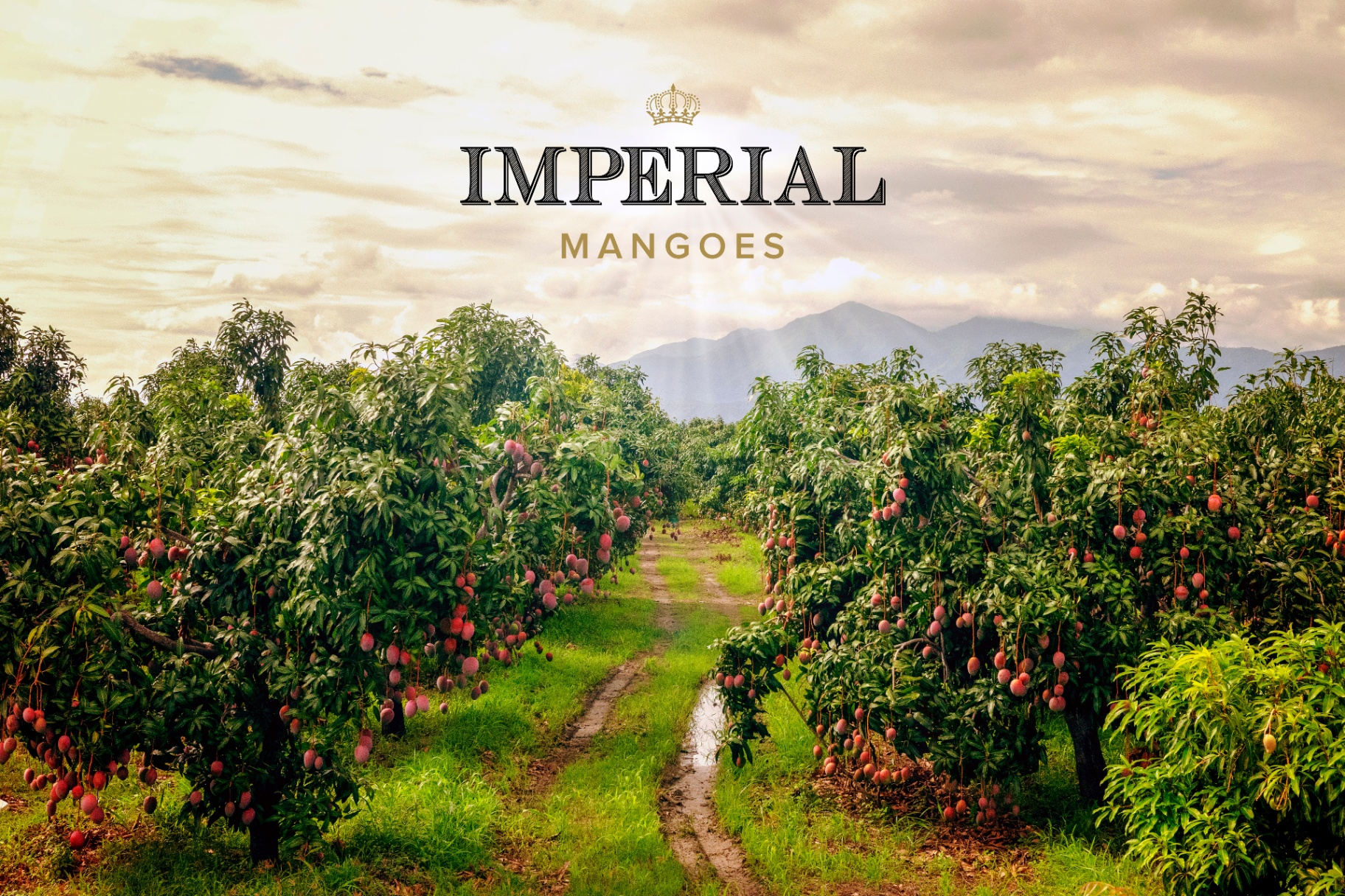 Imperial Mangoes orchard at golden hour
