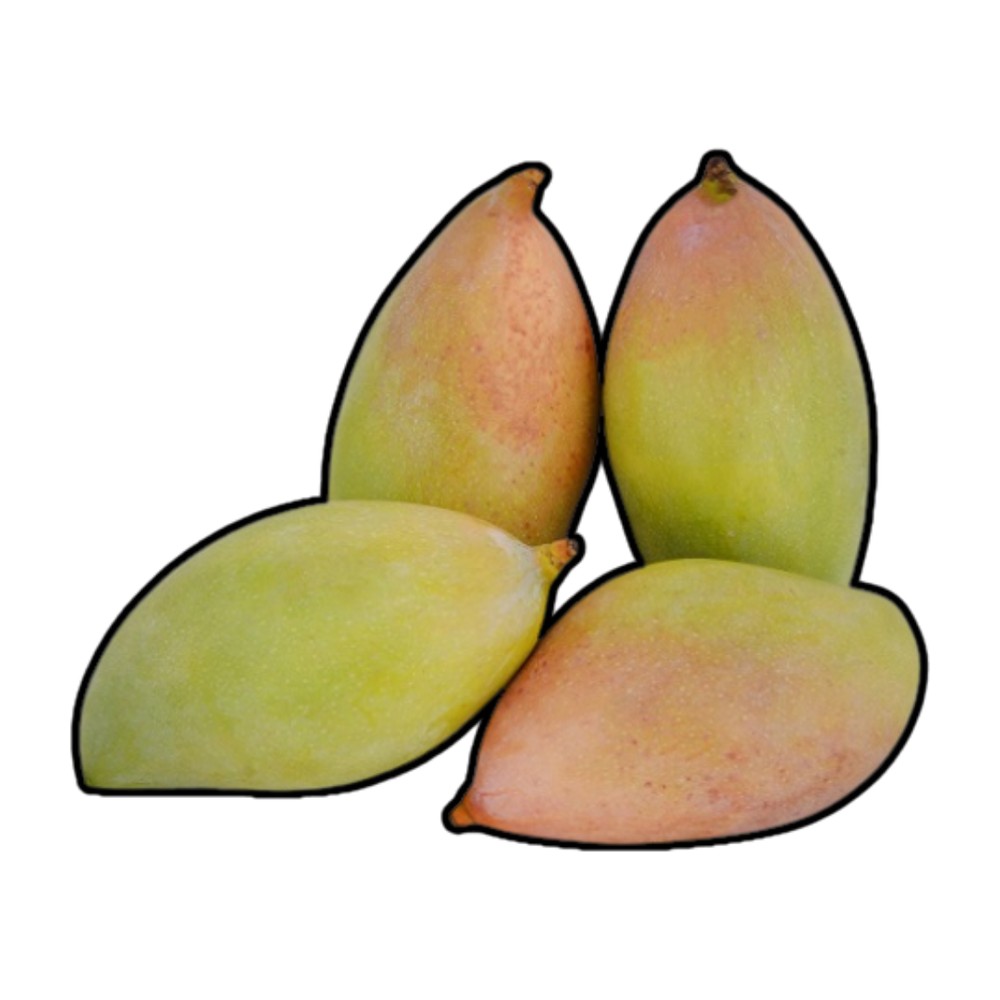 TOTA PURI mango
